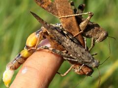 (Carolina Grasshopper) mate guarding finger