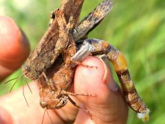 (Carolina Grasshopper) mate guarding hand
