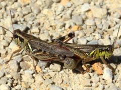 (Red-legged Grasshopper) mating interruptus