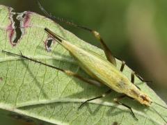 (Forbes' Tree Cricket) female dorsal