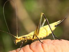 (Forbes' Tree Cricket) female grooming