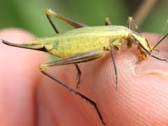 (Forbes' Tree Cricket) female nibbling