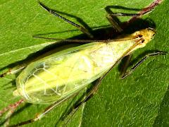 (Forbes' Tree Cricket) male dorsal