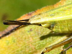 (Forbes' Tree Cricket) female ovipositor