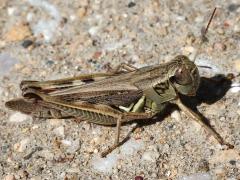 (Red-legged Grasshopper) female