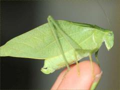 (Greater Angle-winged Katydid) female