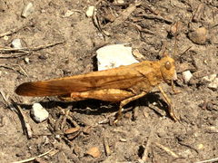 (Carolina Grasshopper) male