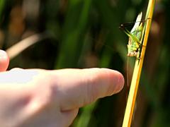 (Black-legged Meadow Katydid) male Jamie finger