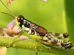(Green-legged Grasshopper) male