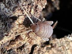 (Eastern Ant Cricket) head