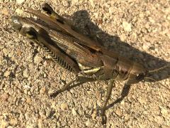(Differential Grasshopper) female gravid