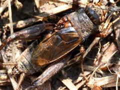 (Striped Ground Cricket) male dorsal