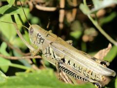 (Differential Grasshopper) female