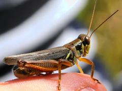 (Red-legged Grasshopper) male posterior