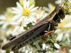 (Migratory Grasshopper) female