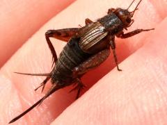 (Fall Field Cricket) female Renae