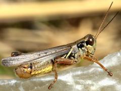 (Red-legged Grasshopper) male