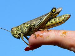 (Differential Grasshopper) female Rachael