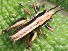 (Marbled Bush-Cricket) male dorsal