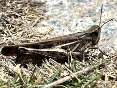 (Slender Green-winged Grasshopper) female