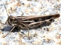 (Slender Green-winged Grasshopper) female dorsal