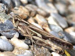 (Slender Green-winged Grasshopper) female lateral
