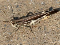 (Slender Green-winged Grasshopper) male dorsal