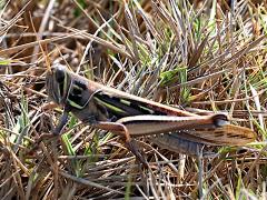 (Bombay Locust) profile
