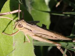 (Eurasian Field Grasshopper) dorsal