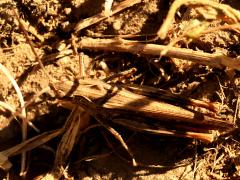 (Eurasian Field Grasshopper) profile