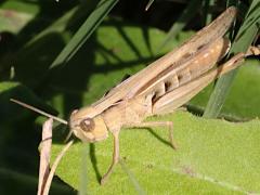 (Loratus Eurasian Field Grasshopper) lateral