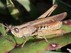(Loratus Eurasian Field Grasshopper) male