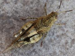 (Oedipoda Bandwing Grasshopper) dorsal