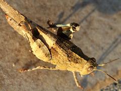 (Oedipoda Bandwing Grasshopper) lateral