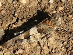 (Oedipoda Bandwing Grasshopper) lateral