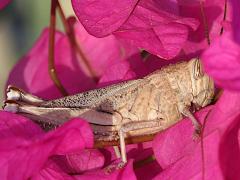 (Egyptian Bird Grasshopper) profile