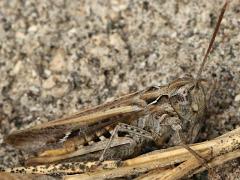 (Maritime Grasshopper) lateral