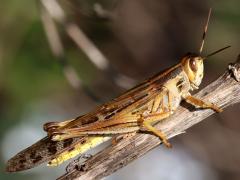 (American Bird Grasshopper) female dorsal