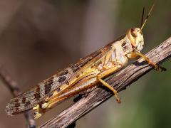 (American Bird Grasshopper) female lateral