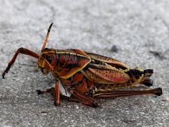 (Eastern Lubber Grasshopper) dead