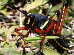 (Eastern Lubber Grasshopper) nymph frontal