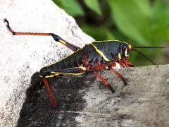 (Eastern Lubber Grasshopper) nymph lateral