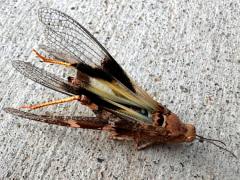 (Pallid-winged Grasshopper) dead dorsal