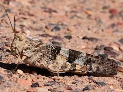 (Pallid-winged Grasshopper) lateral