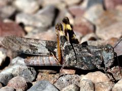 (Pallid-winged Grasshopper) lateral