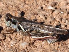 (Migratory Grasshopper) male left