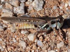 (Migratory Grasshopper) male right