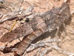 (Pallid-winged Grasshopper) female dorsal