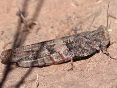 (Pallid-winged Grasshopper) female lateral