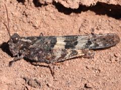 (Pallid-winged Grasshopper) male left